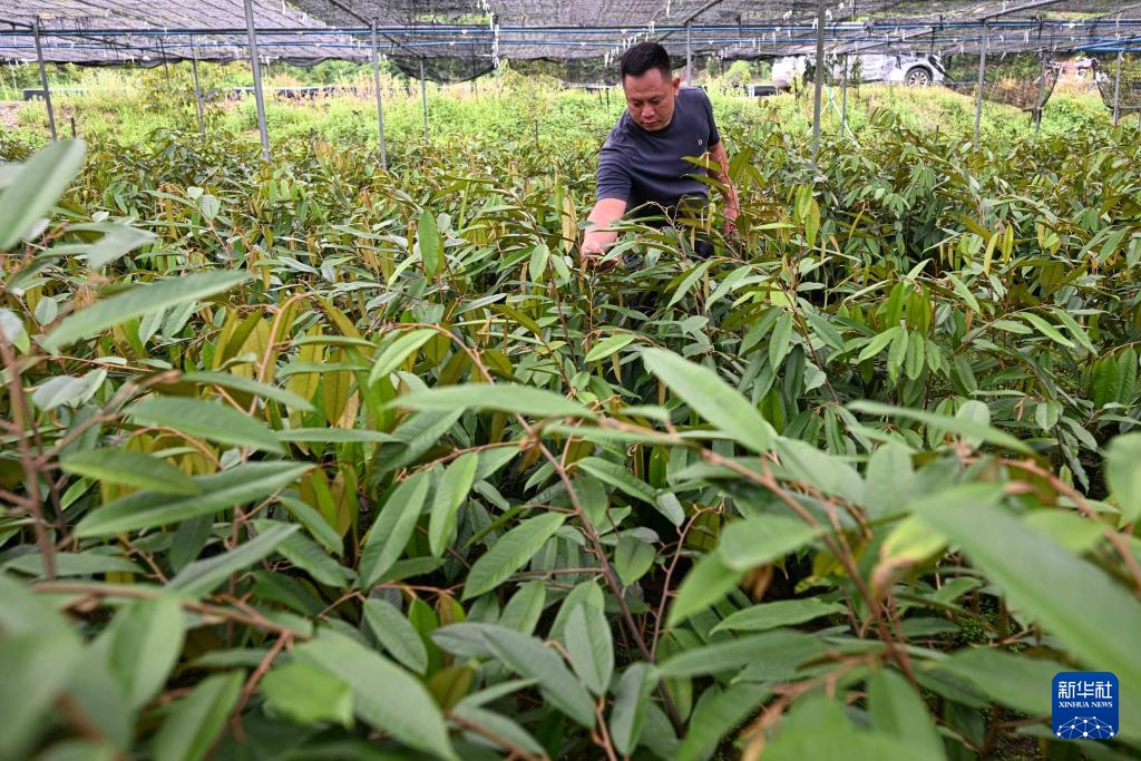 海南保亭榴莲种植产业蓬勃发展