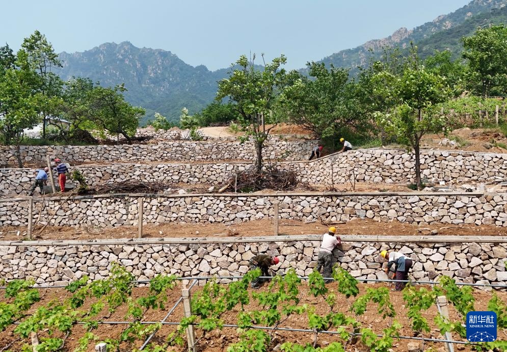 河北卢龙：小流域治理绘就生态丰饶画卷