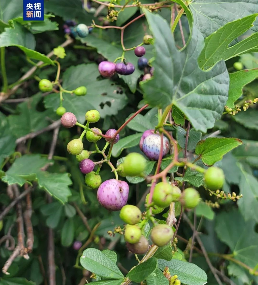 考古成果上新!中国龙再添新形象 考古成果上新!中国龙再添新形象