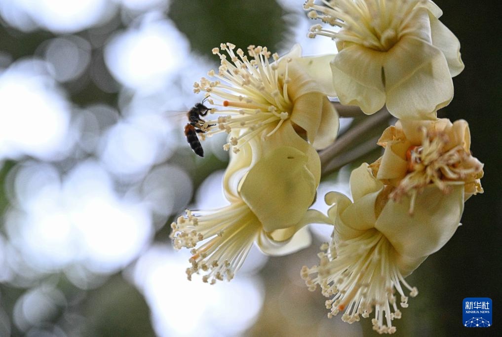 海南保亭榴莲种植产业蓬勃发展