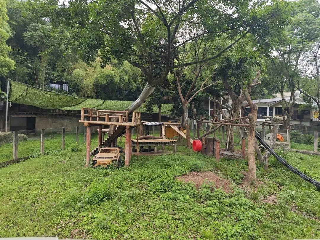 大熊猫“渝爱”反复出现脱毛，已转移至非展示区静养治疗