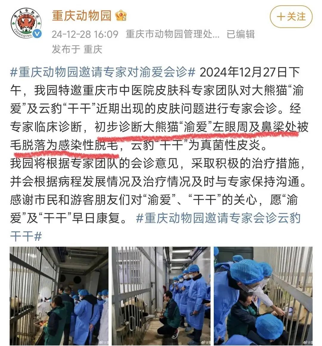 大熊猫“渝爱”反复出现脱毛，已转移至非展示区静养治疗