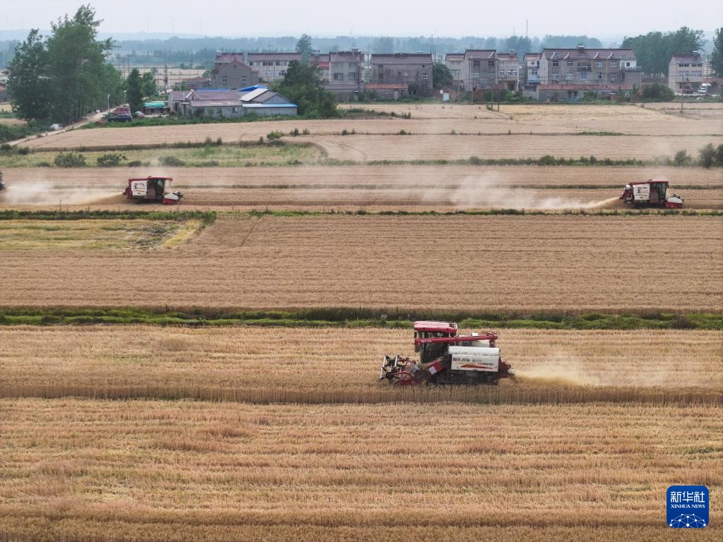 江苏盱眙:种粮大户喜获丰收 江苏盱眙:种粮大户喜获丰收