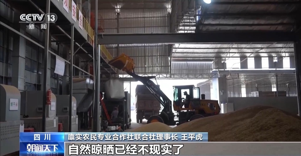 粮食减损出新招 小麦“即收即烘”不过夜 粮食减损出新招 小麦“即收即烘”不过夜