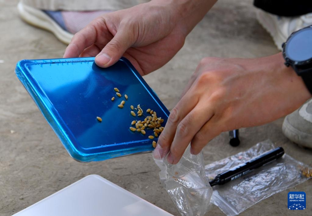 麦田机收大“比武” 减损节粮助增收