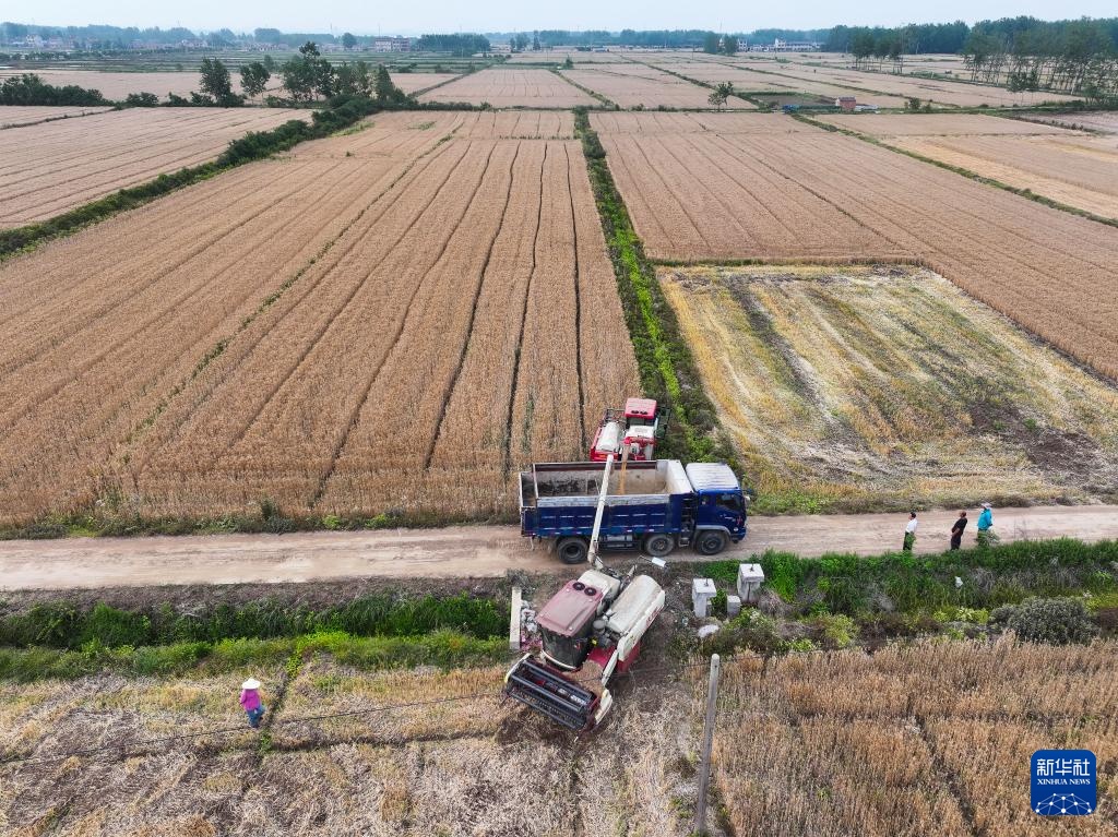 江苏盱眙:种粮大户喜获丰收 江苏盱眙:种粮大户喜获丰收