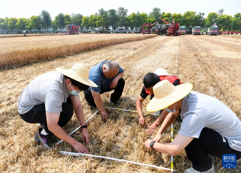麦田机收大“比武” 减损节粮助增收