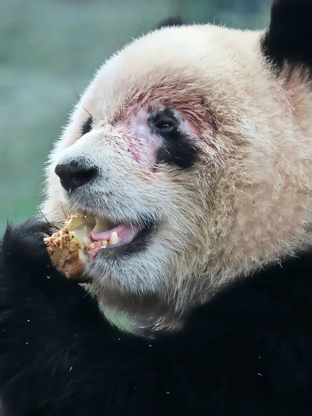 大熊猫“渝爱”反复出现脱毛，已转移至非展示区静养治疗