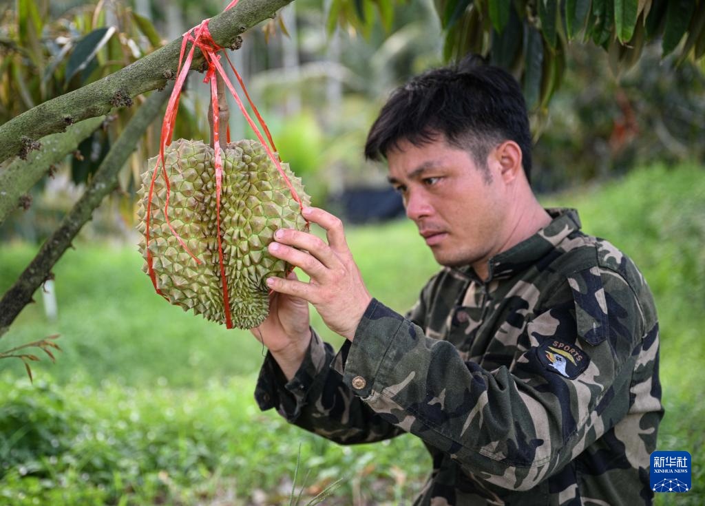 海南保亭榴莲种植产业蓬勃发展