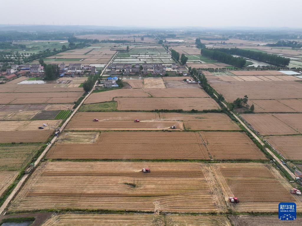 江苏盱眙:种粮大户喜获丰收 江苏盱眙:种粮大户喜获丰收