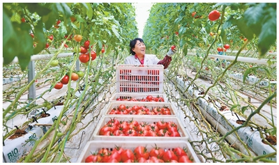 新疆农业向“新”发展 新疆农业向“新”发展