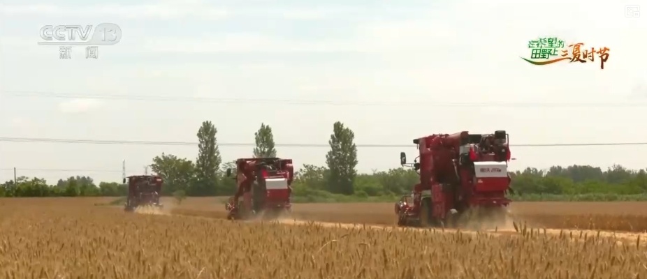 小麦几成熟收最好?科普“三夏”新知 小麦几成熟收最好?科普“三夏”新知