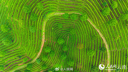 壮观!云南千亩茶园犹如大地指纹 壮观!云南千亩茶园犹如大地指纹