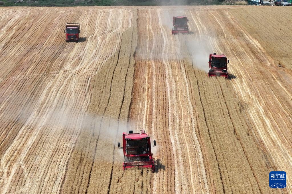 陕西夏粮机收作业陆续展开 陕西夏粮机收作业陆续展开
