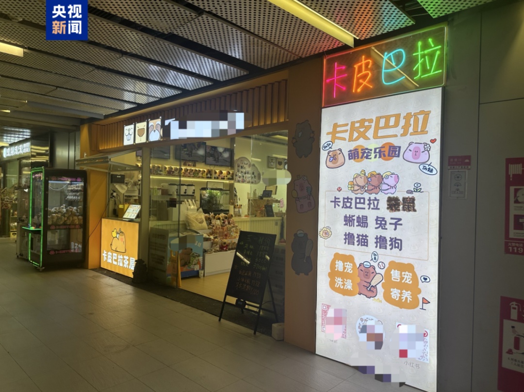 卡皮巴拉、羊驼入驻商场,背后暗藏哪些隐患? 卡皮巴拉、羊驼入驻商场,背后暗藏哪些隐患?