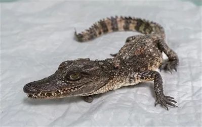 九山河鳄鱼找到了,但令人细思极恐的是…… 九山河鳄鱼找到了,但令人细思极恐的是……