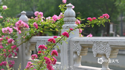 在北京街头邂逅浪漫蔷薇