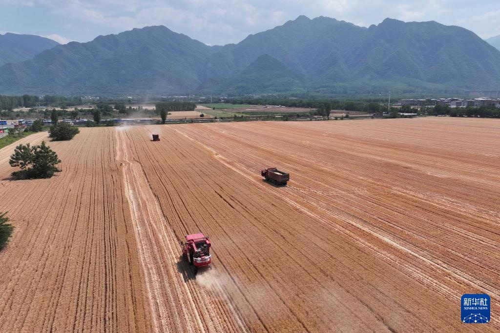陕西夏粮机收作业陆续展开 陕西夏粮机收作业陆续展开