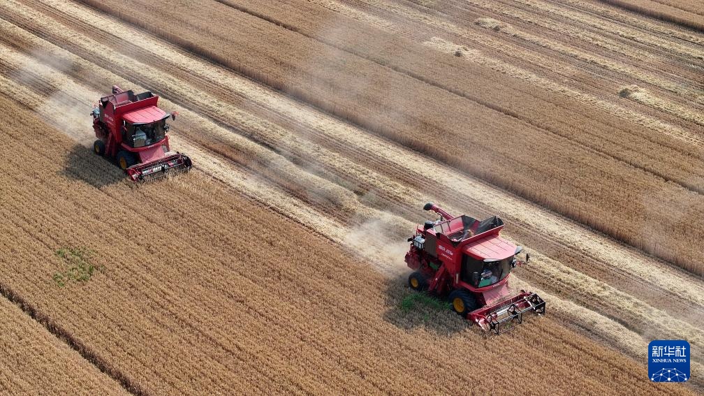 麦浪飘香收获忙 麦浪飘香收获忙