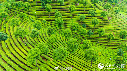 壮观!云南千亩茶园犹如大地指纹 壮观!云南千亩茶园犹如大地指纹