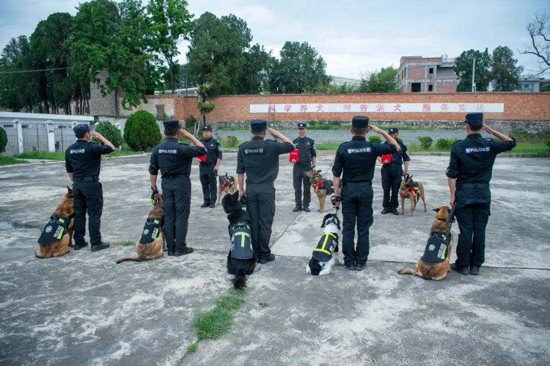 辛苦了，无言的战士！警犬退役撒娇训导员湿了眼眶