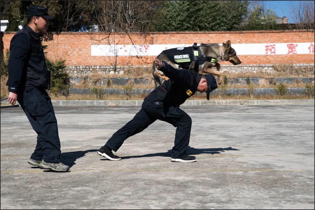 辛苦了，无言的战士！警犬退役撒娇训导员湿了眼眶