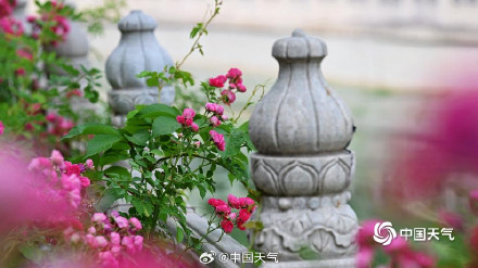 在北京街头邂逅浪漫蔷薇