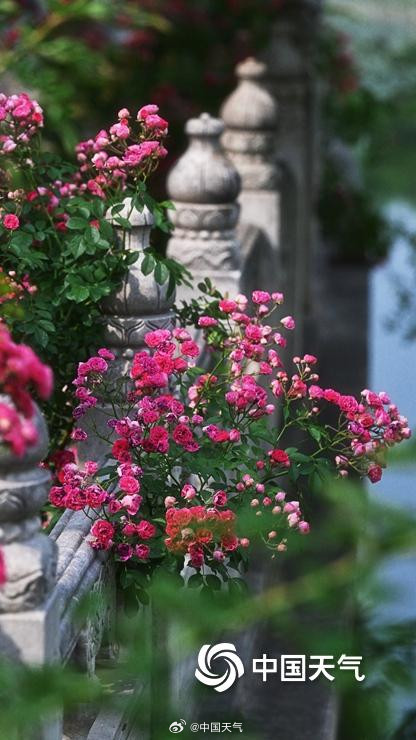 在北京街头邂逅浪漫蔷薇