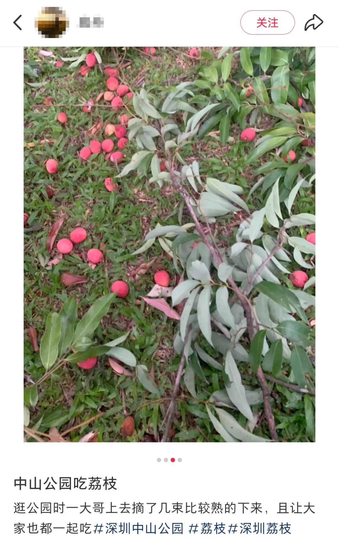 深圳公园里的荔枝免费摘?园方回应→ 深圳公园里的荔枝免费摘?园方回应→