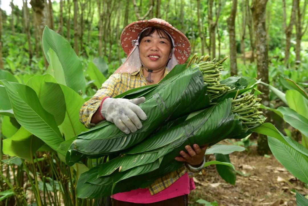 端午临近,你吃的粽子是用哪种叶子包的 端午临近,你吃的粽子是用哪种叶子包的