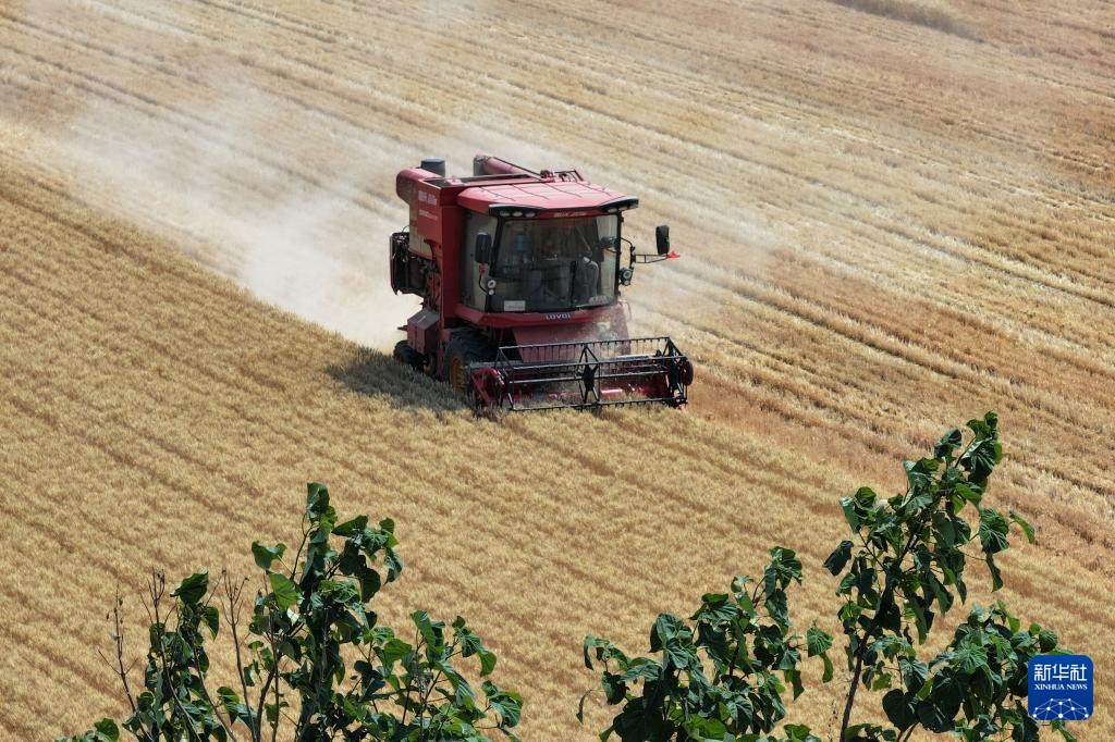 陕西夏粮机收作业陆续展开 陕西夏粮机收作业陆续展开