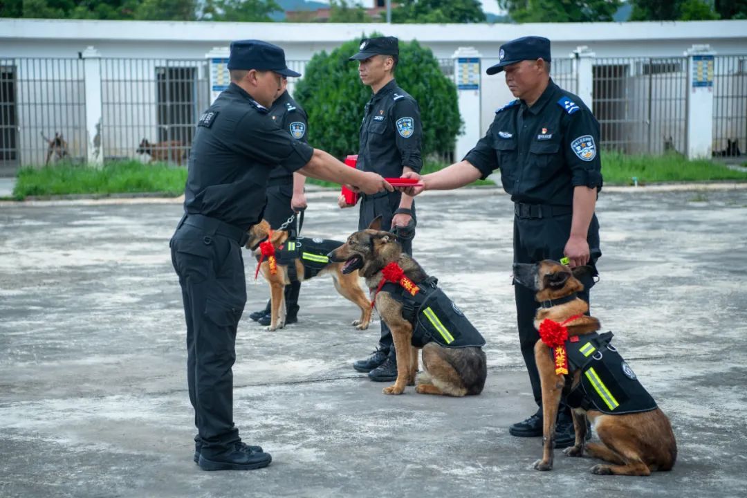 辛苦了，无言的战士！警犬退役撒娇训导员湿了眼眶