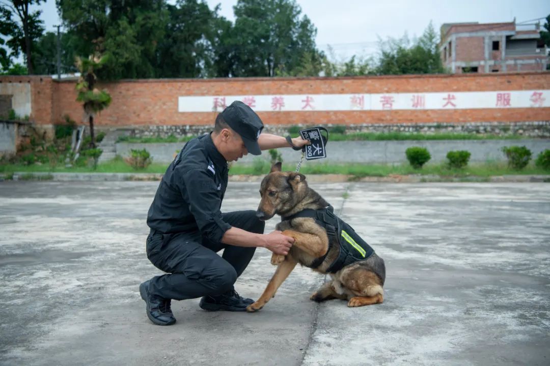 辛苦了，无言的战士！警犬退役撒娇训导员湿了眼眶