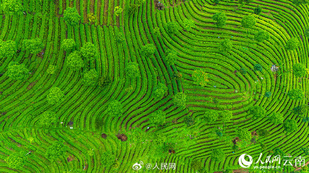 壮观!云南千亩茶园犹如大地指纹 壮观!云南千亩茶园犹如大地指纹
