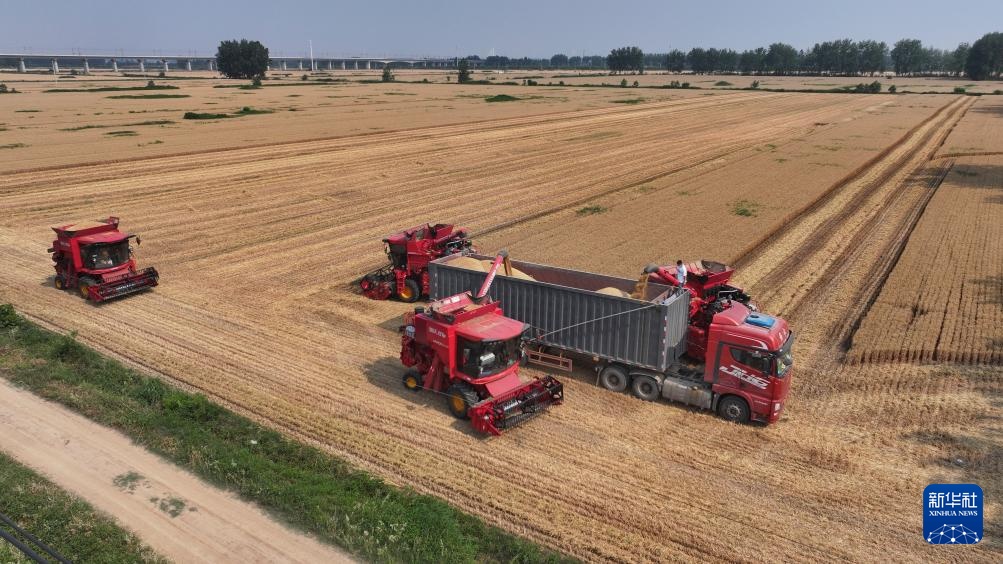 麦浪飘香收获忙 麦浪飘香收获忙