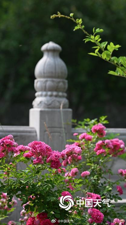 在北京街头邂逅浪漫蔷薇