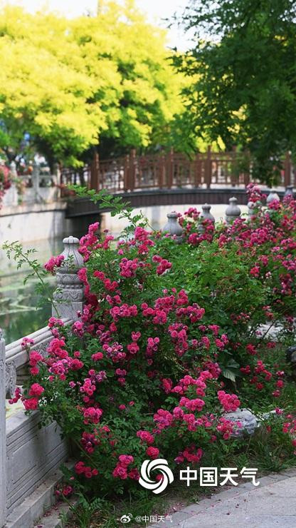 在北京街头邂逅浪漫蔷薇
