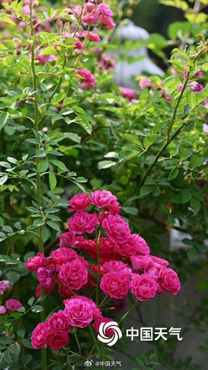 在北京街头邂逅浪漫蔷薇