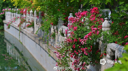 在北京街头邂逅浪漫蔷薇