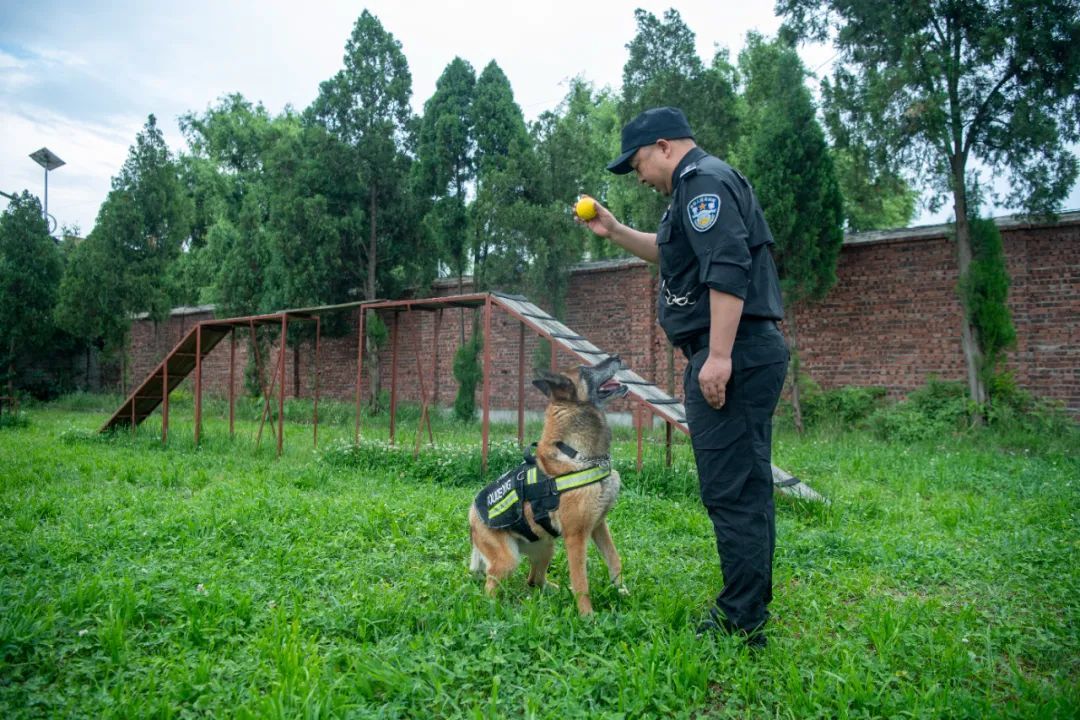 辛苦了，无言的战士！警犬退役撒娇训导员湿了眼眶