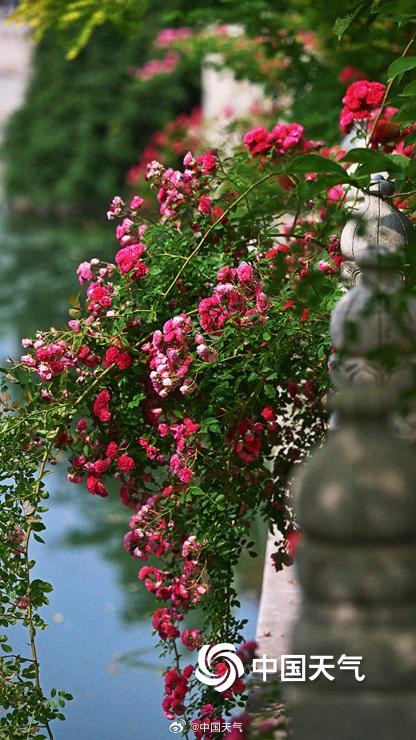 在北京街头邂逅浪漫蔷薇