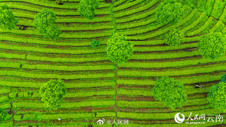 壮观!云南千亩茶园犹如大地指纹 壮观!云南千亩茶园犹如大地指纹