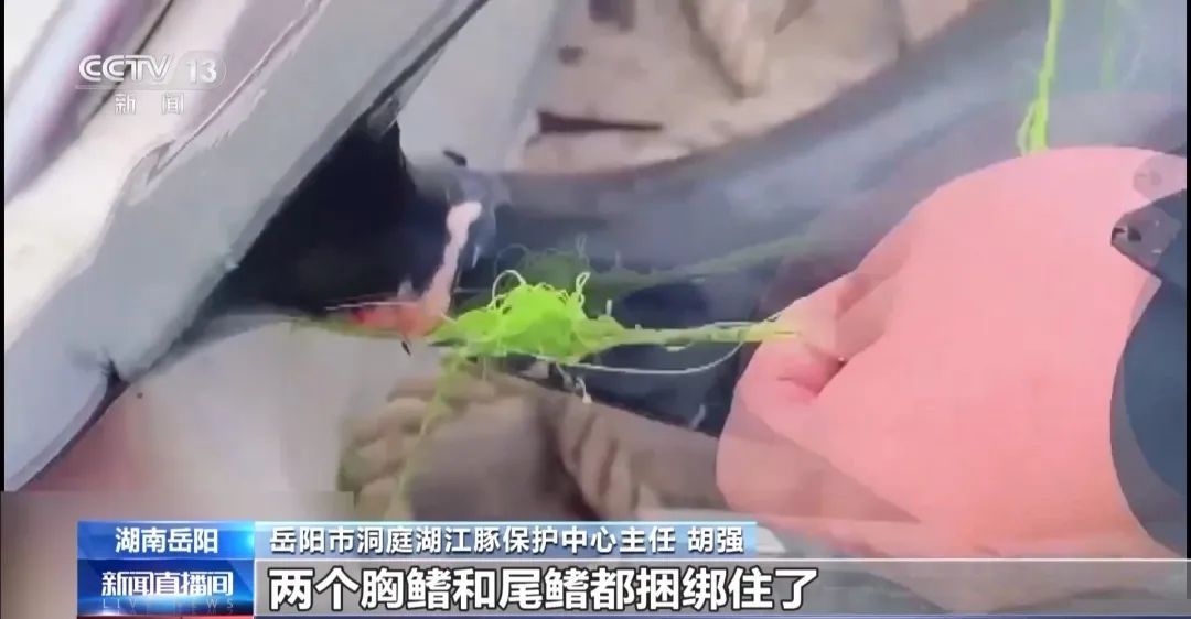 为钓大鱼操控无人艇进保护区!洞庭湖禁捕区怎么成了“垂钓场”? 为钓大鱼操控无人艇进保护区!洞庭湖禁捕区怎么成了“垂钓场”?