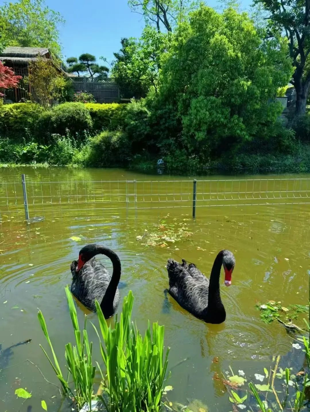 海宁这里两只“网红”黑天鹅不见了?民警“寻鹅记”…… 海宁这里两只“网红”黑天鹅不见了?民警“寻鹅记”……