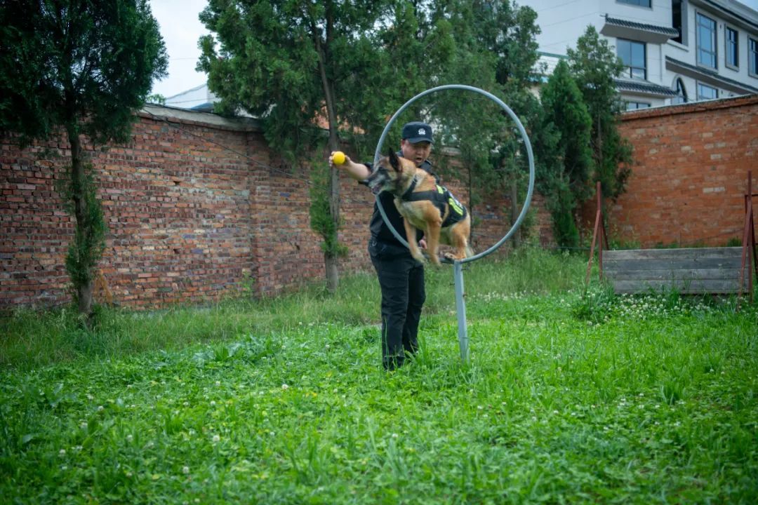 辛苦了，无言的战士！警犬退役撒娇训导员湿了眼眶