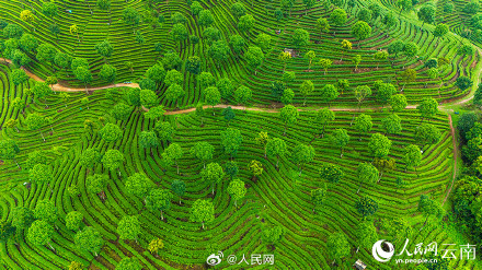壮观!云南千亩茶园犹如大地指纹 壮观!云南千亩茶园犹如大地指纹