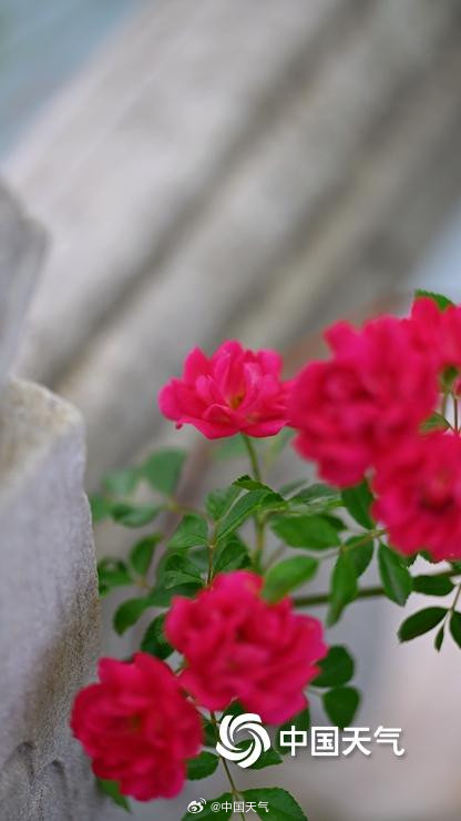 在北京街头邂逅浪漫蔷薇