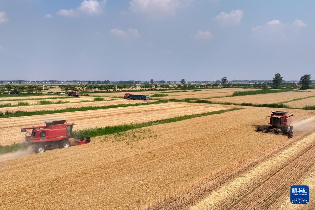 麦浪飘香收获忙 麦浪飘香收获忙