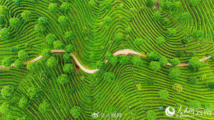 壮观!云南千亩茶园犹如大地指纹 壮观!云南千亩茶园犹如大地指纹