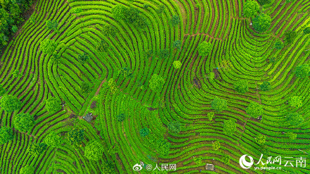 壮观!云南千亩茶园犹如大地指纹 壮观!云南千亩茶园犹如大地指纹